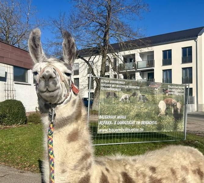 Bauernhof Mühle – Bild 4