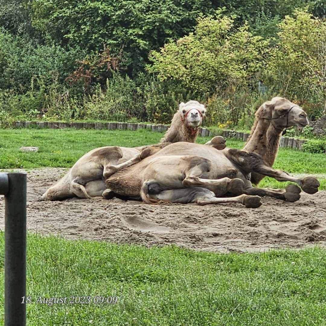 Tierpark Krüzen – Bild 2