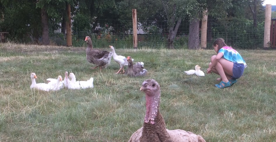 Kinderbauernhof Meißen – Bild 5