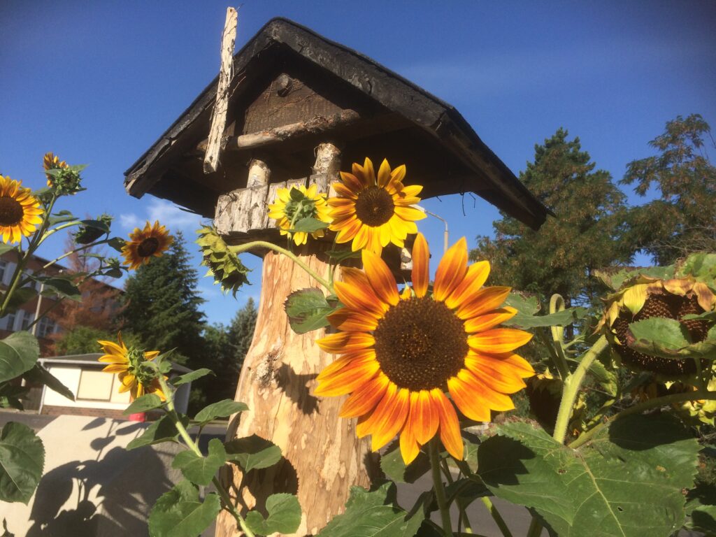 Kinderbauernhof Meißen – Bild 6