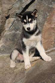 Husky Ranch Traun – Bild 3