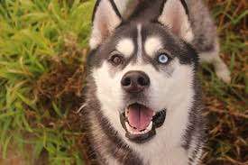 Husky Ranch Traun – Bild 4