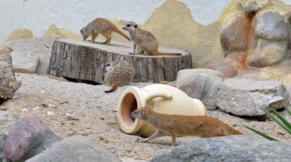 Tiergarten Delitzsch – Bild 3