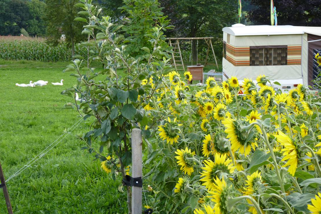 Ferien- und Biohof Tröger – Bild 2