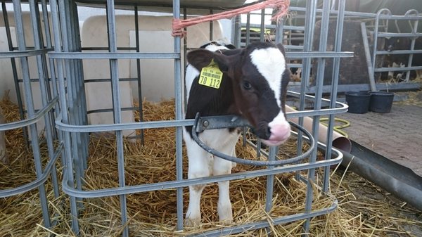 Milchhof am Berg – Bild 3