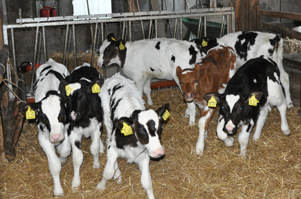 Bauernhof Freyer – Bild 1