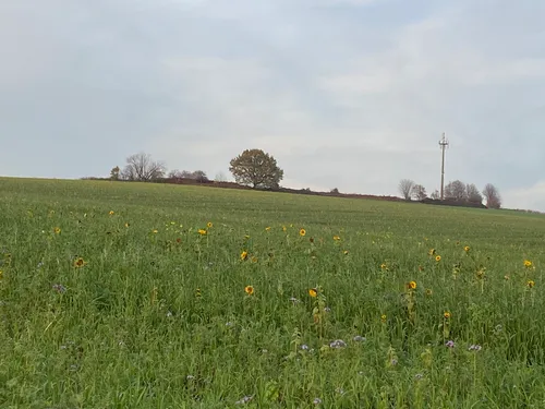 Quelle des Mettmanner Bachs – Bild 4