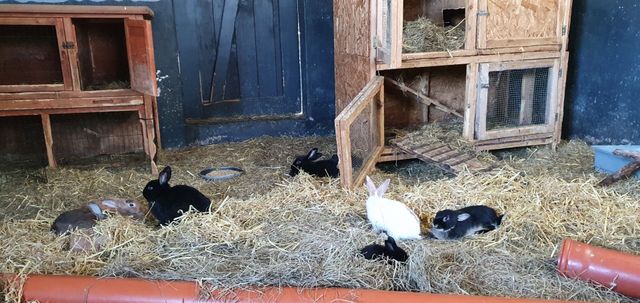 Willy Essig – Bild 3