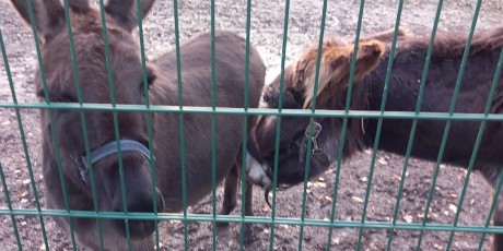 Grüne Lunge – Bild 1