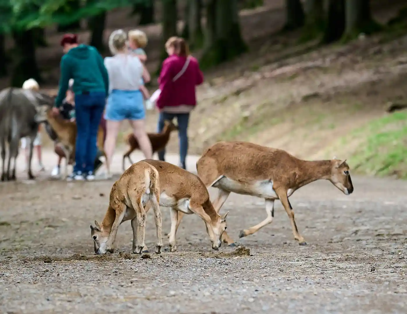 Wild- und Erlebnispark Daun – Bild 5
