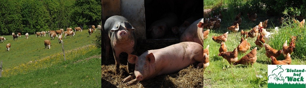 Hofladen Eichelberger Hof - Biolandhof Wack – Bild 2