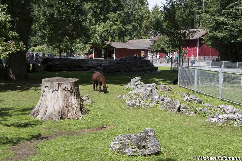 Mainau-Bauernhof mit Streichelzoo – Bild 2