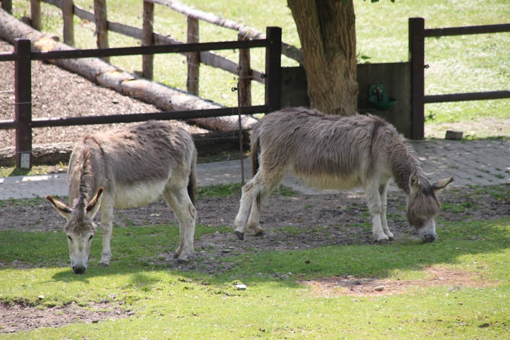 Mainau-Bauernhof mit Streichelzoo – Bild 4