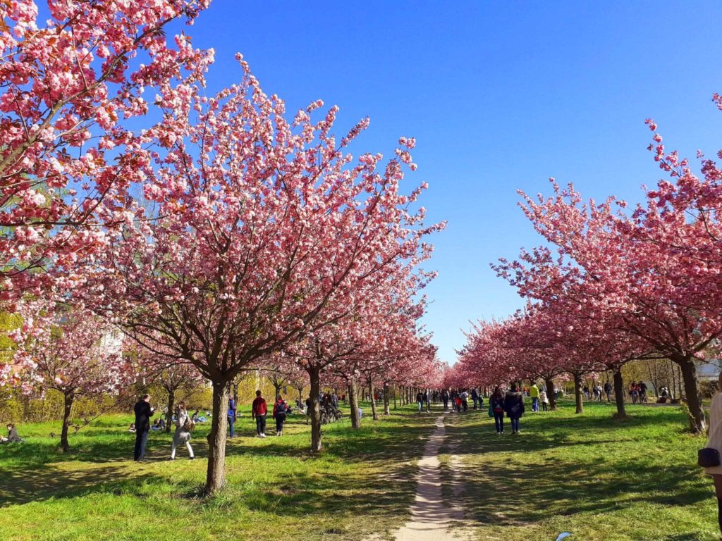 Kirschblütenallee am Mauerweg – Bild 1