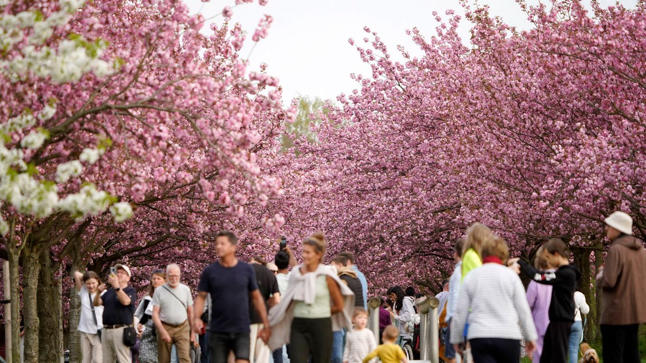 Kirschblütenallee am Mauerweg – Bild 2
