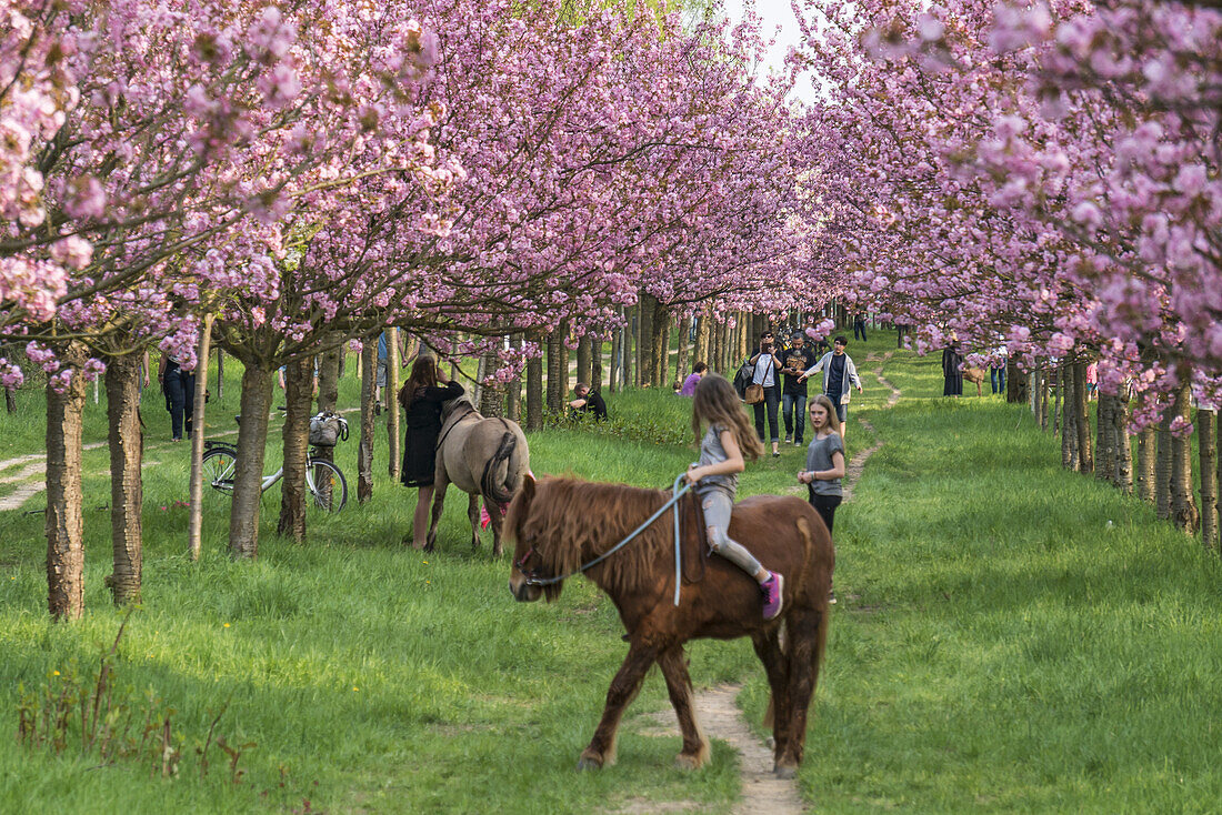 Kirschblütenallee am Mauerweg – Bild 3