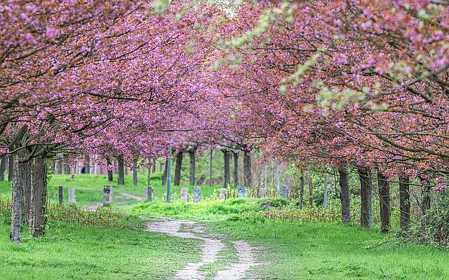 Kirschblütenallee am Mauerweg – Bild 4