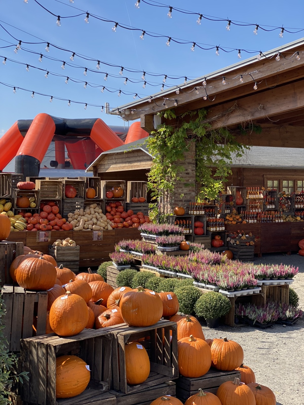 Gertrudenhof Obst- & Gemüsescheune (Bauernmarktgelände) – Bild 2