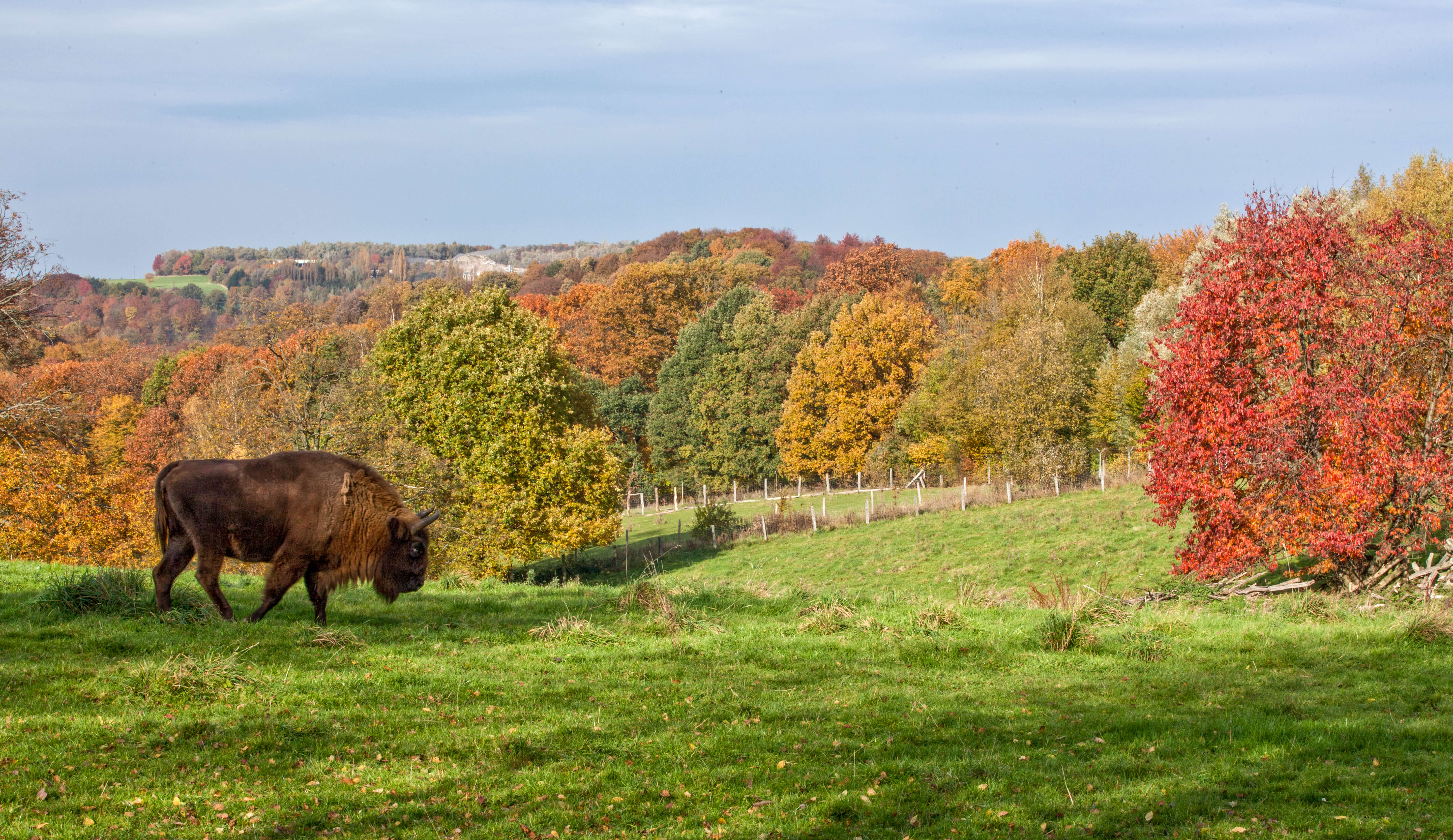 Eiszeitliches Wildgehege Neandertal (Erkrath) – Bild 2