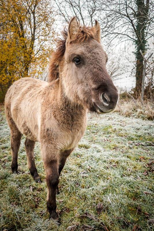 Eiszeitliches Wildgehege Neandertal (Erkrath) – Bild 3
