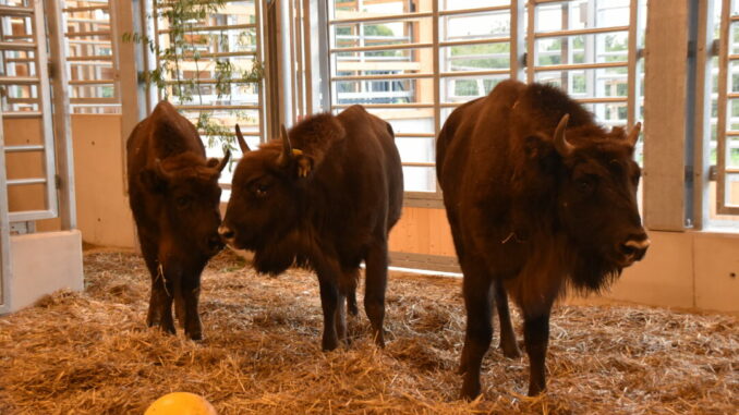 Eiszeitliches Wildgehege Neandertal (Erkrath) – Bild 4