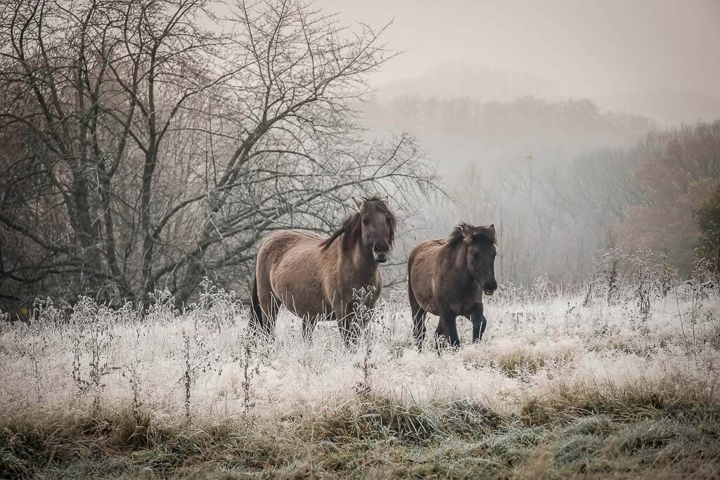 Eiszeitliches Wildgehege Neandertal (Erkrath) – Bild 6