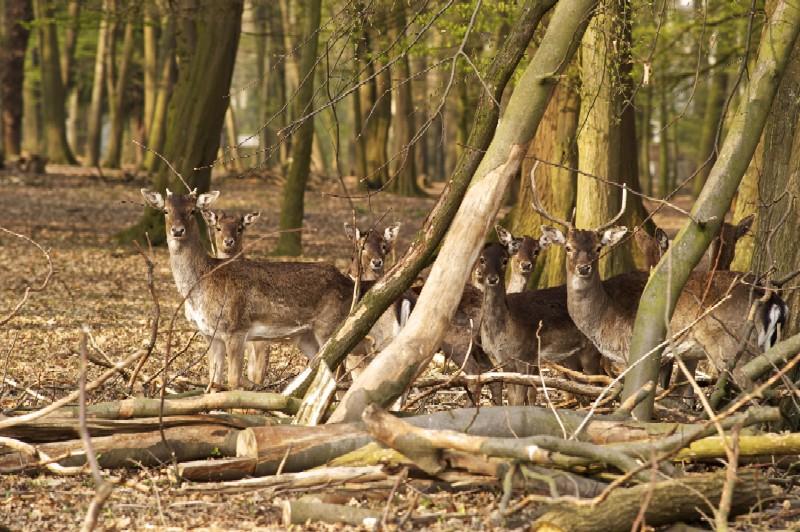 Damwildgehege Bad Oeynhausener Schweiz – Bild 1
