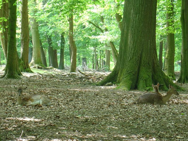 Damwildgehege Bad Oeynhausener Schweiz – Bild 2