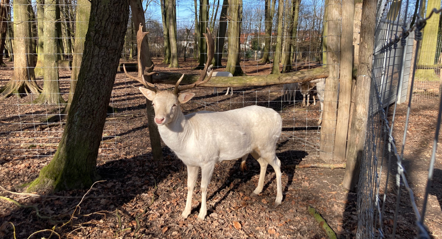 Damwildgehege Bad Oeynhausener Schweiz – Bild 3