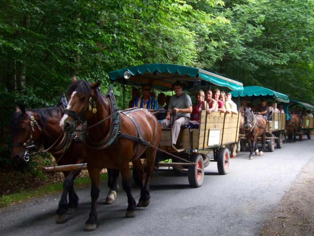 Kutsch- und Planwagenfahrten Rüdiger Hasenbalg, Waldcafé Jungborn – Bild 2