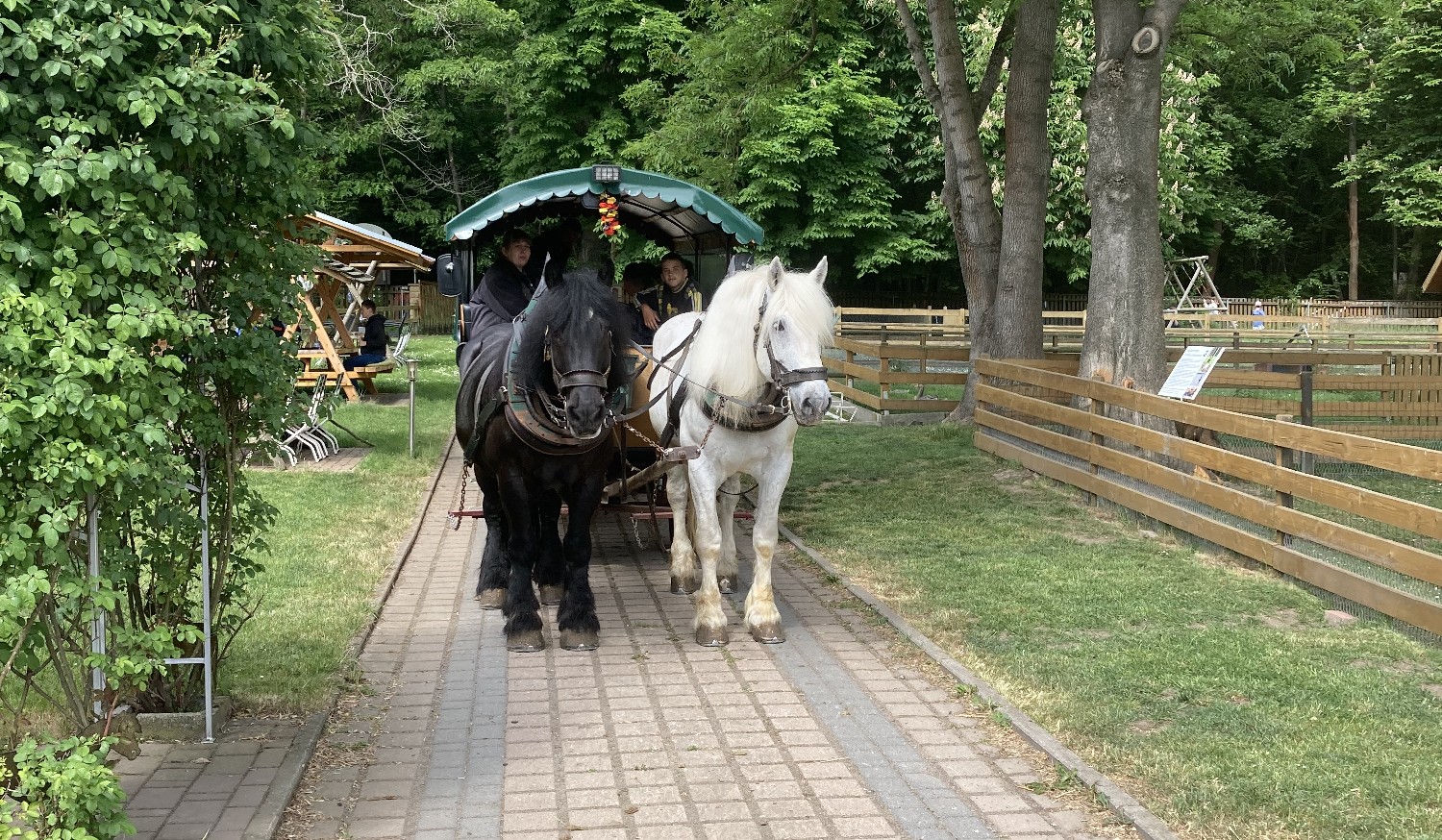 Kutsch- und Planwagenfahrten Rüdiger Hasenbalg, Waldcafé Jungborn – Bild 3