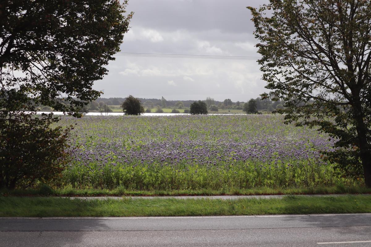 Bioenergie Hof Hörnsee GmbH & Co. KG – Bild 5
