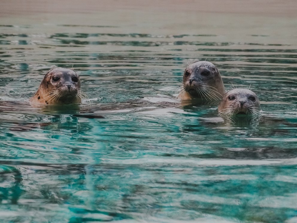 Tierpark + Fossilium Bochum – Bild 6