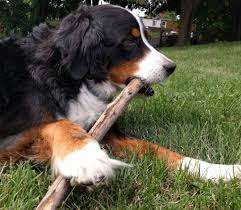 Cowan Park – Bild 5