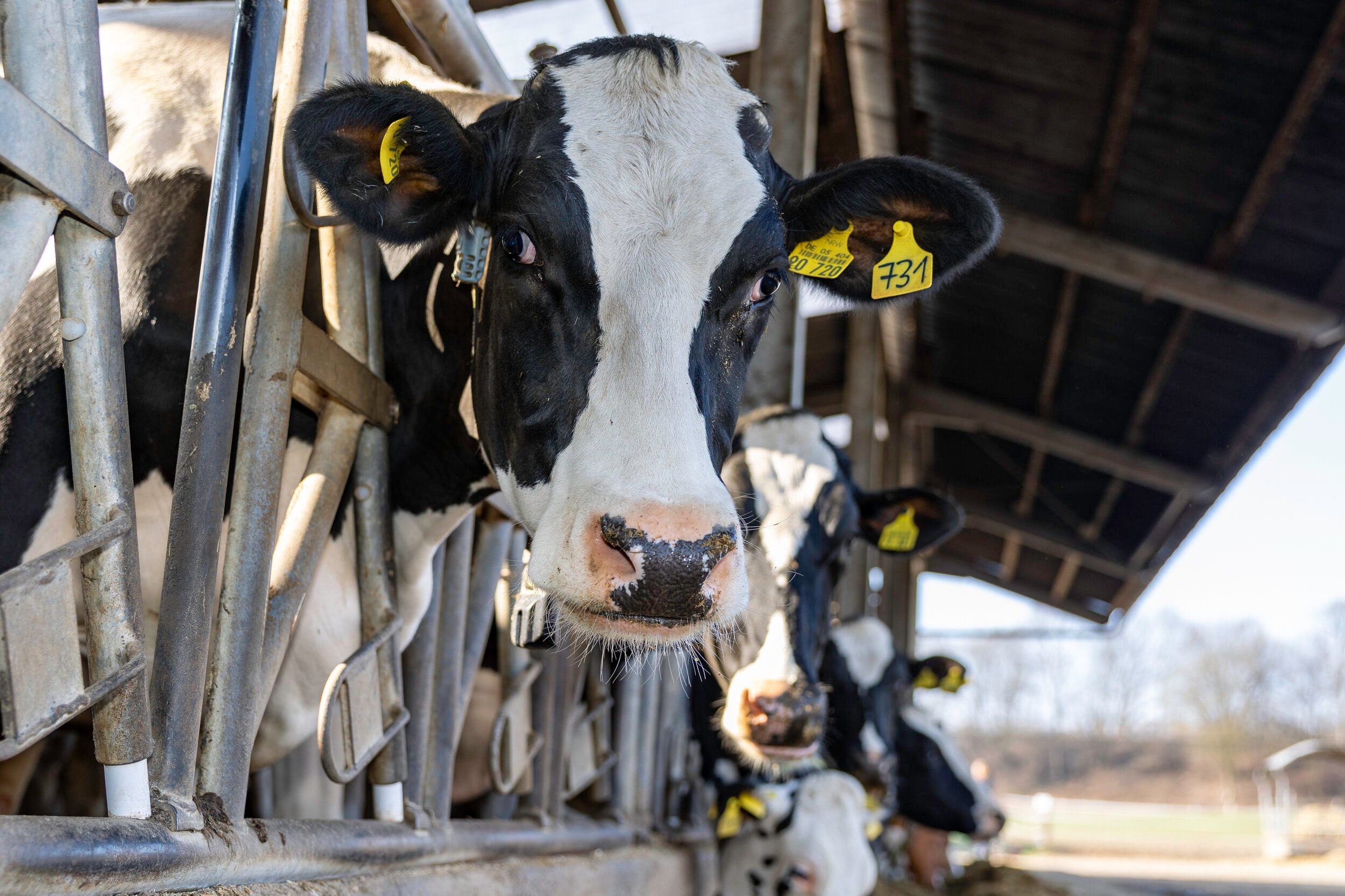 Bauernhof Dickhoven – Bild 2