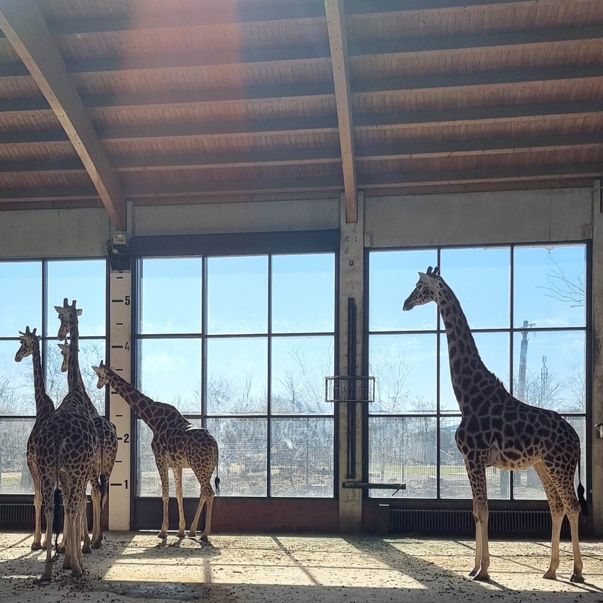 Giraffenhaus – Bild 4