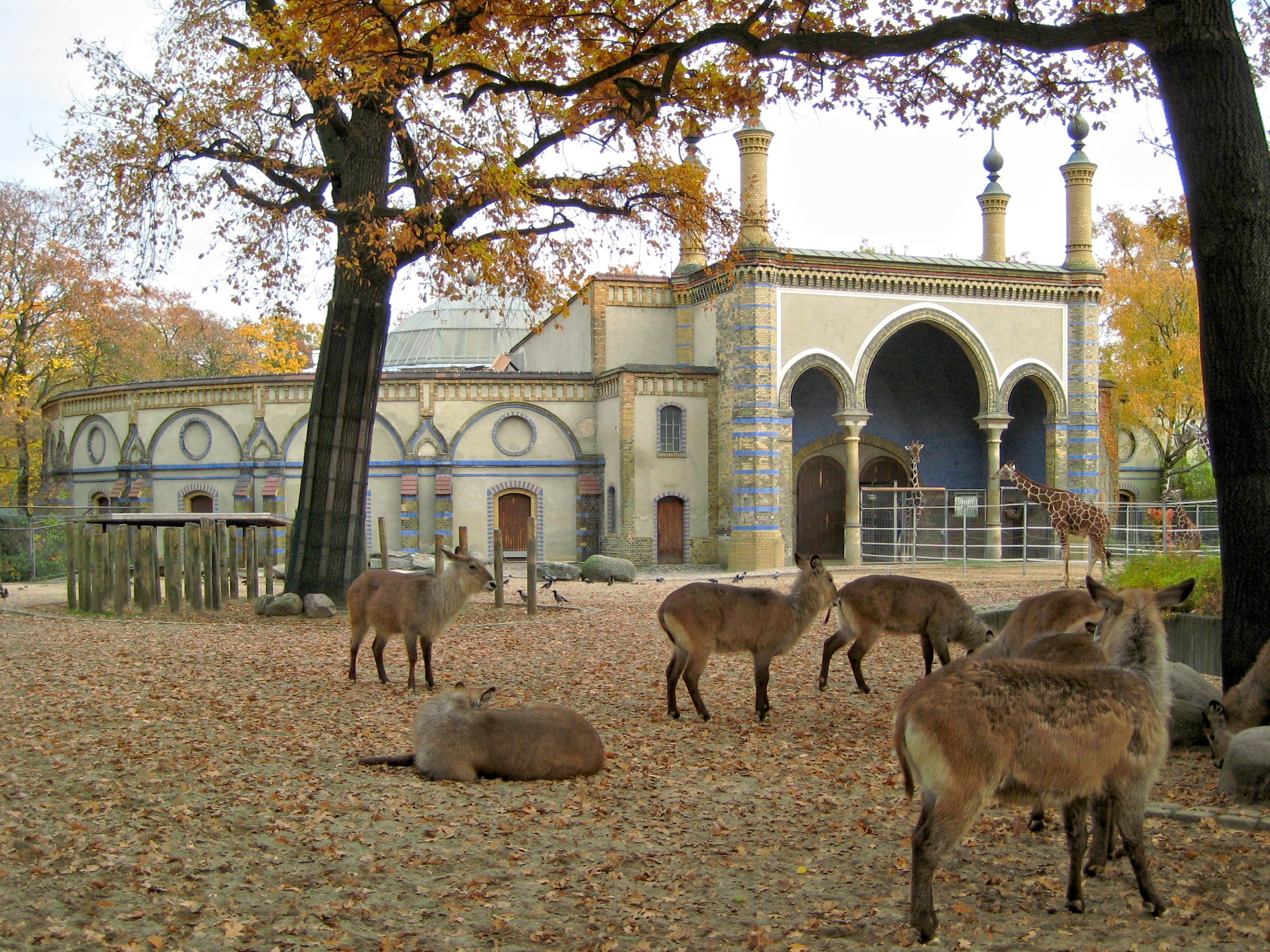 Giraffenhaus – Bild 5