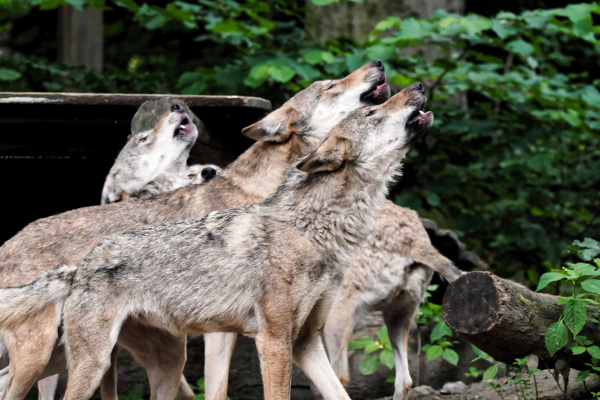 Heimat-Tierpark Olderdissen – Bild 2