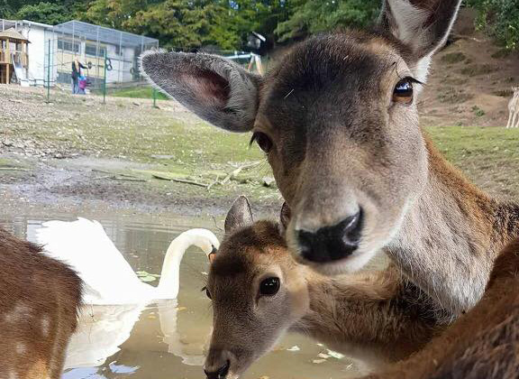 Tierpark Niederfischbach e.V. – Bild 2