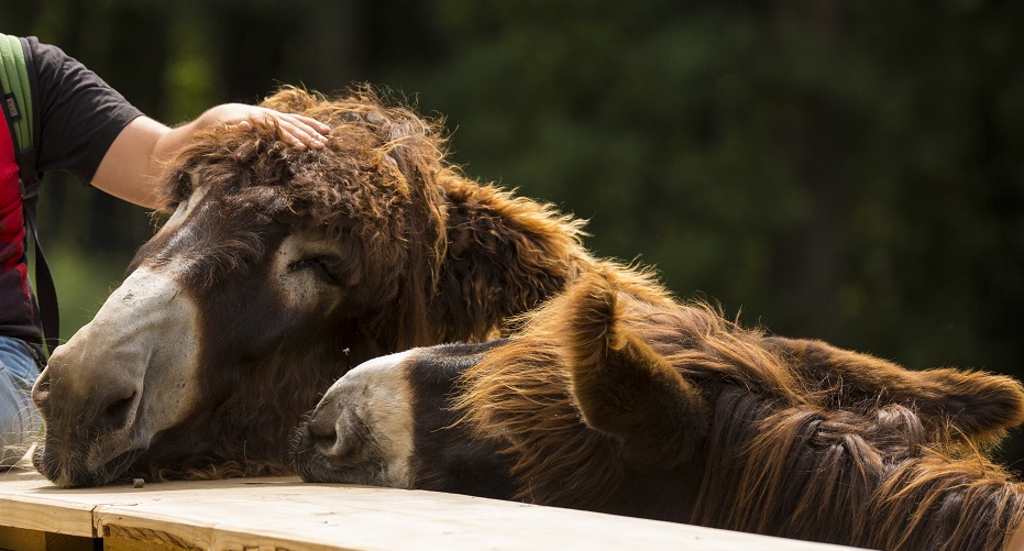 Tierpark Niederfischbach e.V. – Bild 4
