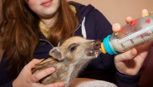 Tierpark Niederfischbach e.V. – Bild 6