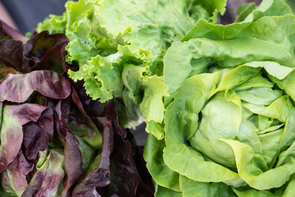 Clauss-Gemüse, Eglisenhof – Bild 5