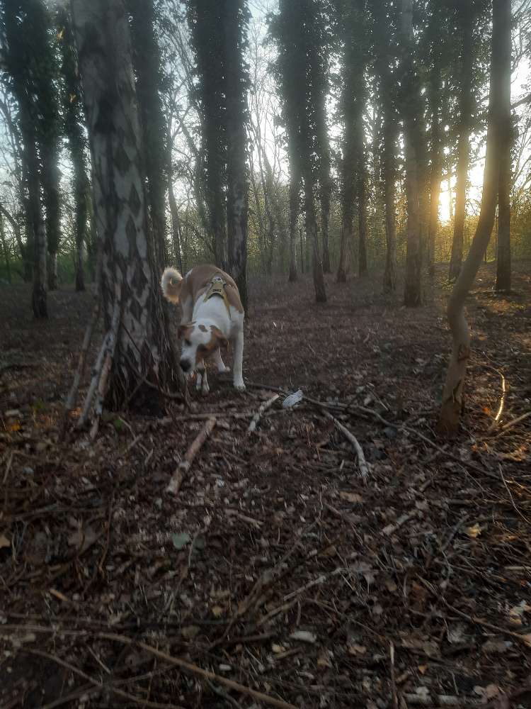 Hundeplatz Wildau – Bild 1