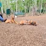 Hundeplatz Wildau – Bild 5