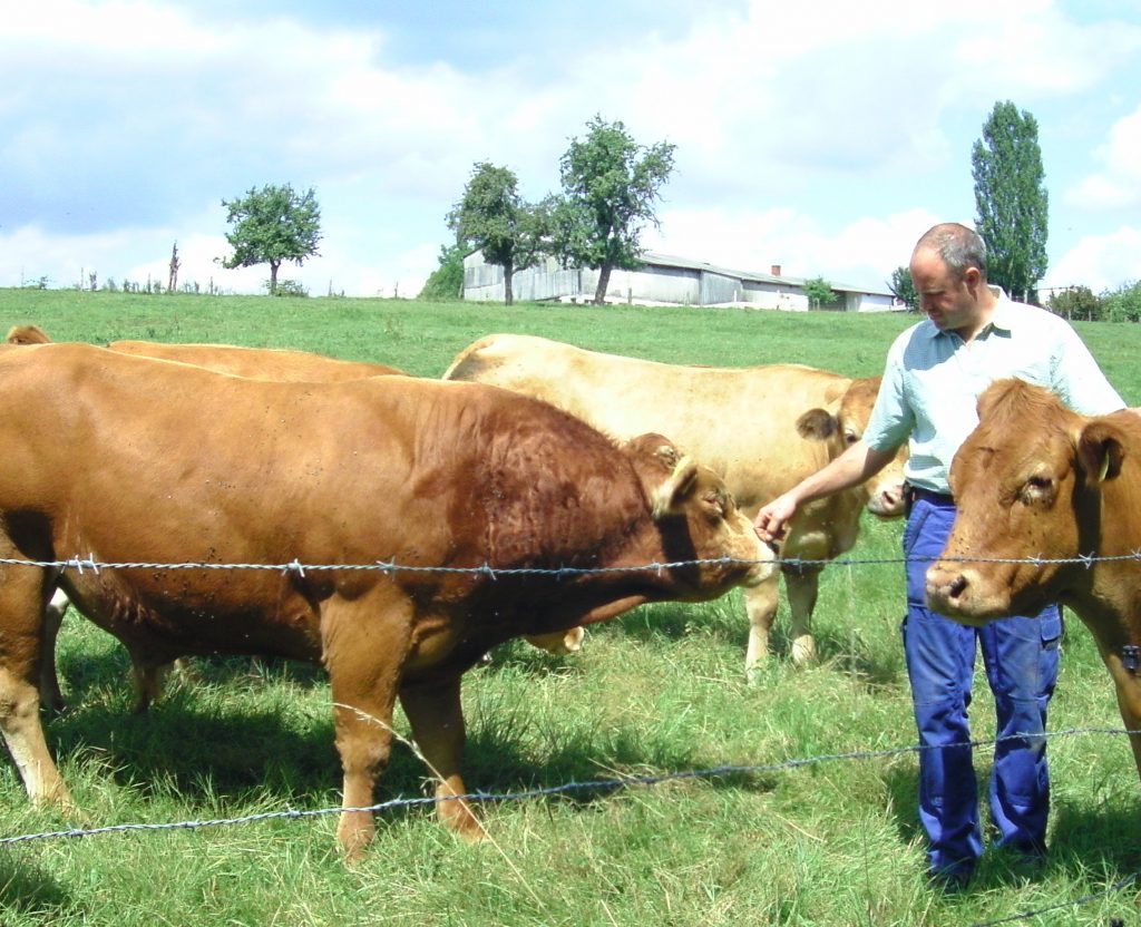 Rosenhof Irsch Scheurer – Bild 2