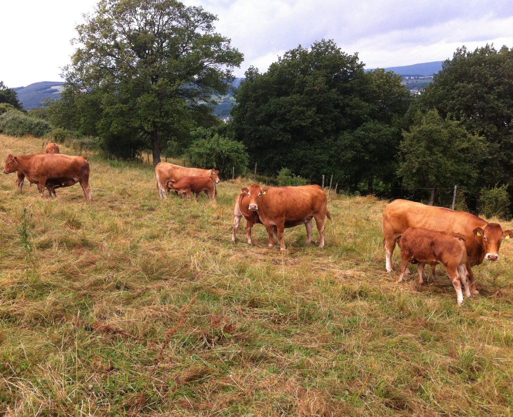 Rosenhof Irsch Scheurer – Bild 6