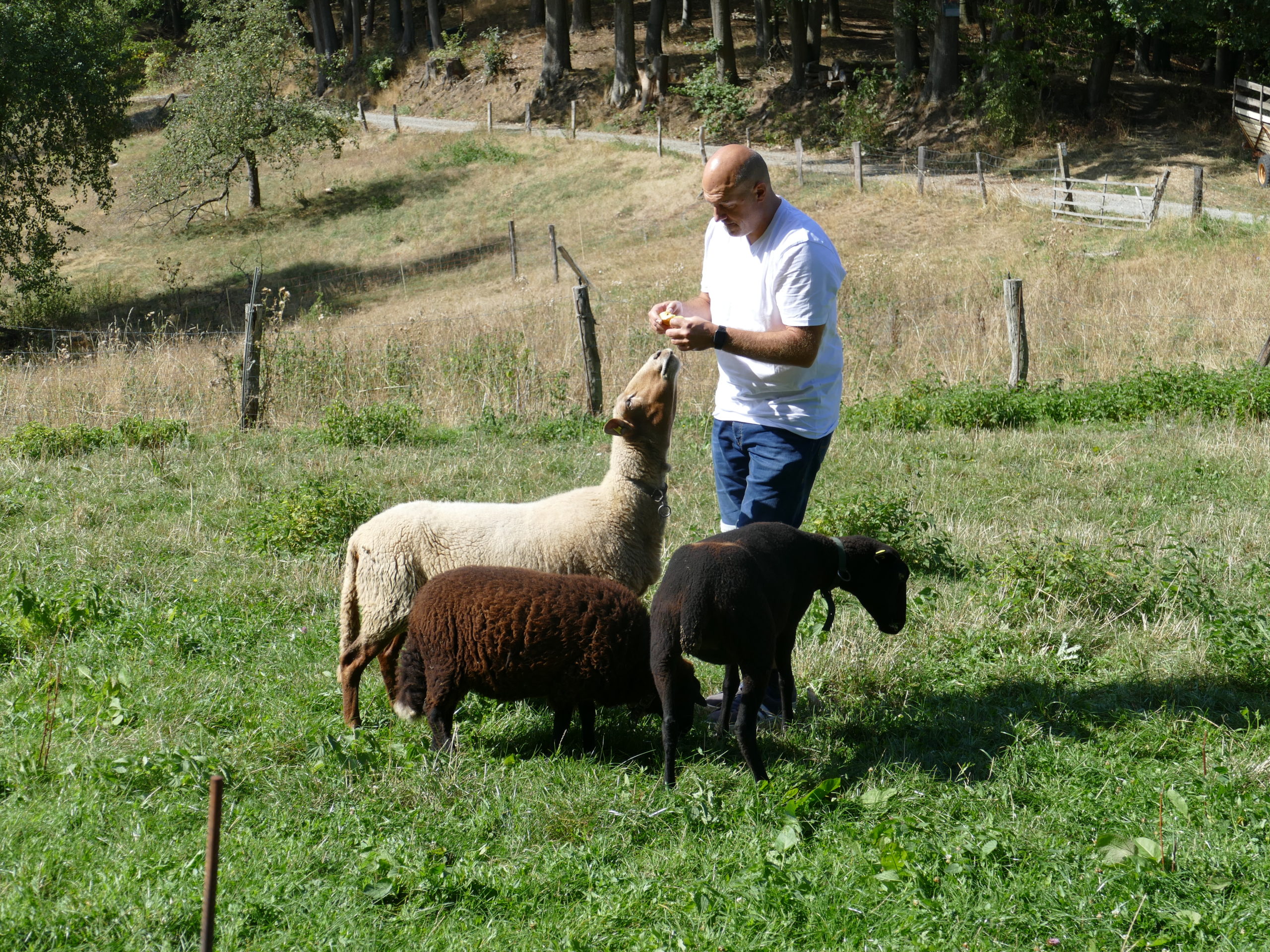 Schafhof Drachenhöhle – Bild 3