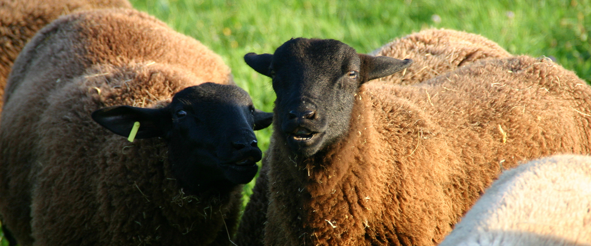 Schafhof Drachenhöhle – Bild 4