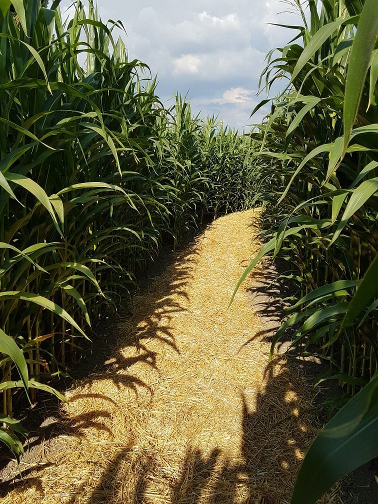 Hockenheimer Maislabyrinth – Bild 2