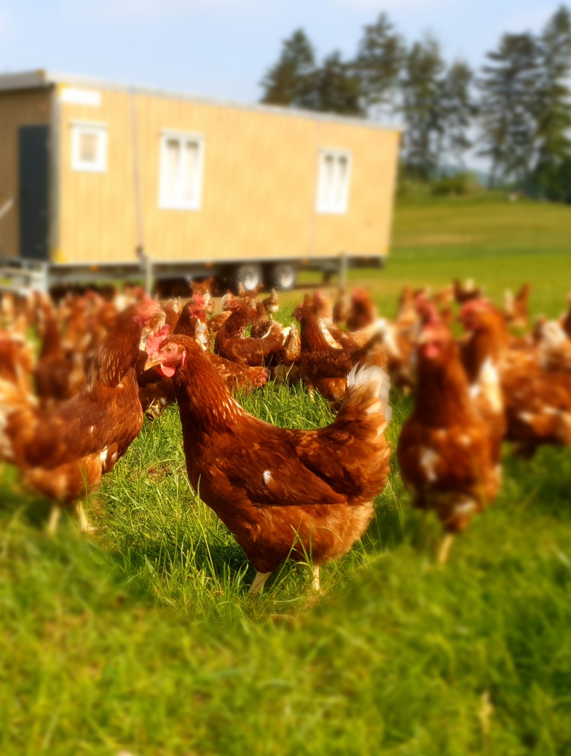 Familienhof Becker: Hermann & Bettina Becker GbR/ Hermann Becker: Landwirtschaftliches Lohnunternehmen, Briloner Heizholz – Bild 4